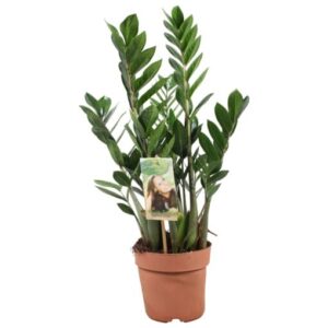 Plantcadeau verrassingsbox – 2 kamerplanten met sierpot