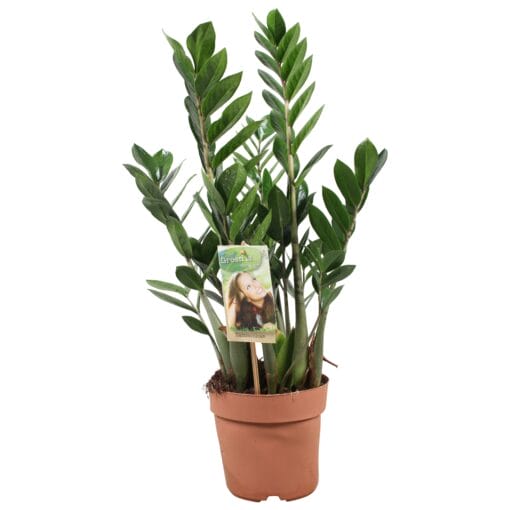 Plantcadeau verrassingsbox – 2 kamerplanten met sierpot