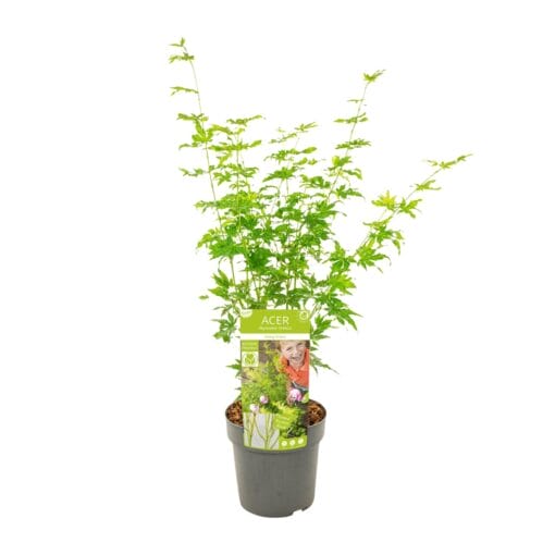 Sierpot Lis terracotta – Ø 19 cm – voor pot 17 cm