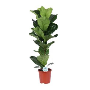 Vioolbladplant (Ficus lyrata) – grote kamerplant – pot 21 cm, ±90 cm