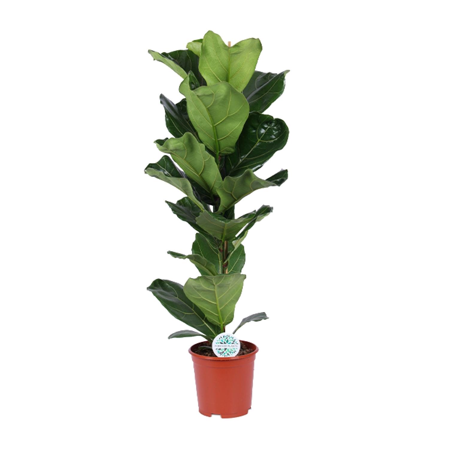 Vioolbladplant (Ficus lyrata) – grote kamerplant – pot 21 cm, ±90 cm